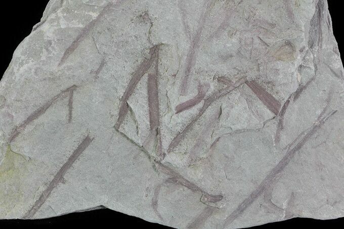 Early Devonian Plant Fossils (Zosterophyllum) - Scotland #66674